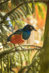 bird, zoo