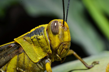 the yellow grasshopper with round oval gray eyes has an antenna on the head with a yellow-brown winged pattern