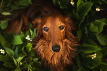 dachshund with lily of the valley