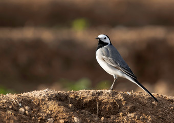 Portrait of a White wagtail at Buri farm, Bahrain