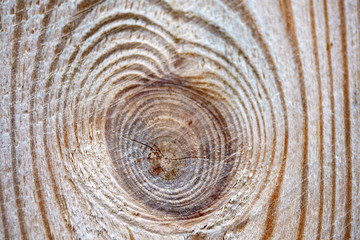 Fototapeta premium The texture of a fresh wooden board.