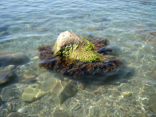 A seaweed-covered rock on the seashore. Through the clear water, you can see the bottom and seaweed.
