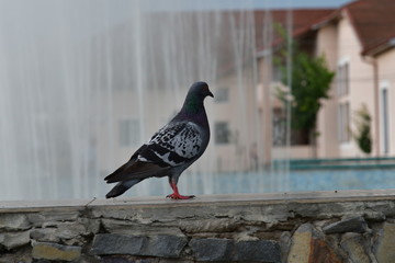 pigeon in the city