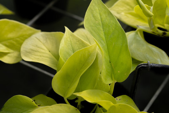 Pothos (Epipremnum Aureum) Plant