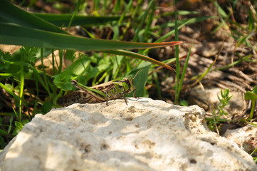 Green grasshopper sits on a rock. Animals, nature