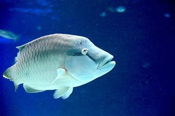 上を見上げながらゆっくり泳ぐ　大きなメガネモチノウオ（日本の東京池袋サンシャイン水族館）