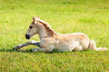 Naklejka na ściany i meble little wild baby horse a light white foal on green grass