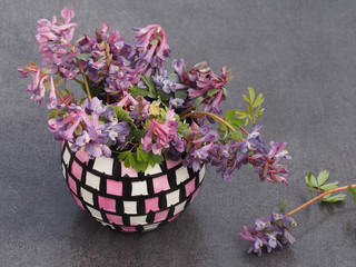 Bouquet of corydalis solida flowers in a bright vase on a gray background, closeup. A bunch of delicate spring violets on a dark stand. Romantic flower picture for card and cover design