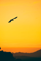 Fototapeta na wymiar bird flying in sunrise