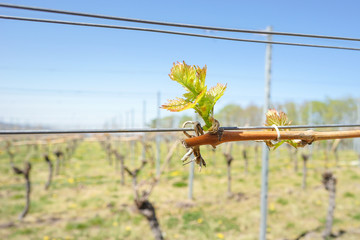 Frühling im Weinberg und junger Austrieb an der Weinrebe