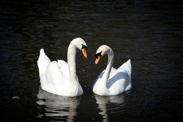 A pair of beautiful white swans on the lake in the early morning.