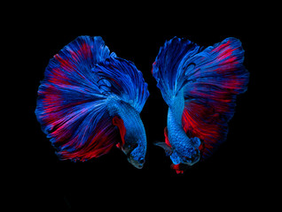 Action and movement of Thai fighting fish on a black background