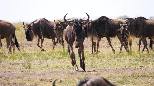 A Herd Of Wildebeest advances towards the mara River during the Great Migration on a afternoon on the masai mara side of Kenya