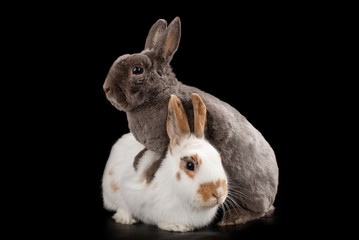 rabbit on black isolated background