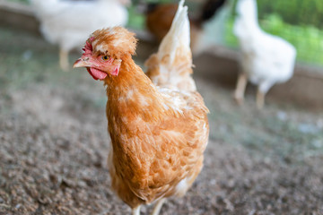 funny red chicken in the chicken coop is standing, looking