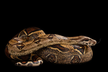 Exotic snake on a black isolated background