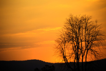 Sunset with the silhouette of the trees