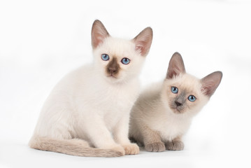 little secret kittens on white isolated background
