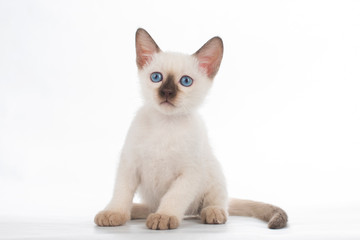 little secret kittens on white isolated background