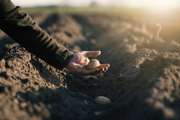 Man hand planting of potatoes into the ground. Seasonal work on a field. Rows of potatoes. Concept...