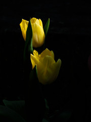 tulipes