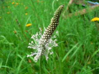 Plantain blooms on the background of a green forest