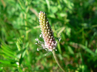 Plantain blooms on the background of a green forest