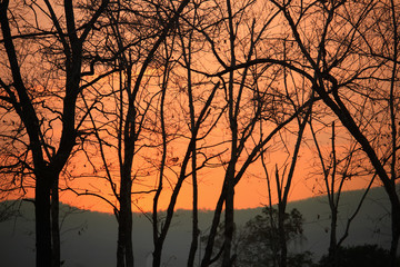 Sunset with the silhouette of the trees