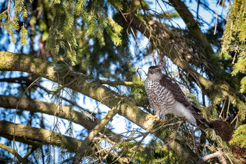 European sparrowhawk stalk on the tree.