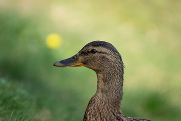 Birds and animals in wildlife. Amazing mallard duck swims in lake or river with blue water under sunlight landscape. Closeup perspective of funny duck.