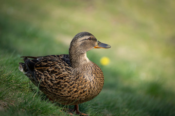 Birds and animals in wildlife. Amazing mallard duck swims in lake or river with blue water under sunlight landscape. Closeup perspective of funny duck.