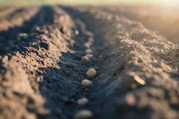 Rows of bio potatoes on a field. Concept of agriculture. Seasonal work on a field. - 337999592