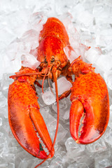 Lobster (in german Hummer) Homarus