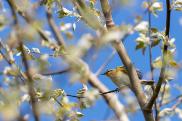 Common Chiffchaff female perched on branch and flapping wings prior to mating