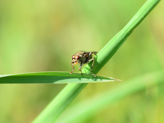 Mouche 