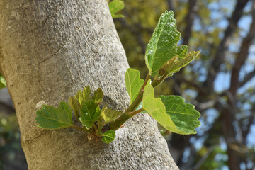 La végétation redémarre sur un figuier élagué.
