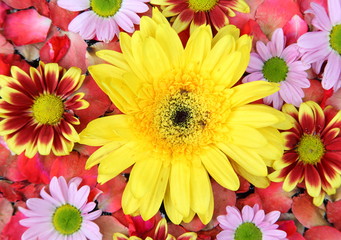 Multiple color flowers Chrysanthemums marigold
