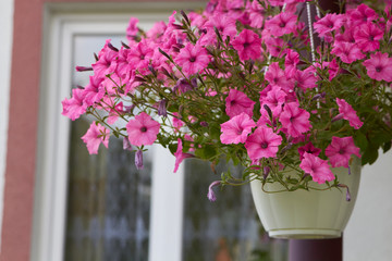 Fototapeta na wymiar hanging pot of petunia,Petunia flowerpot hanging in the yard