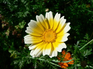 yellow flower in the garden