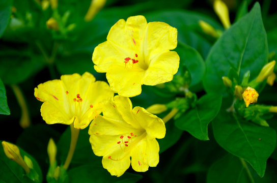 mirabilis yellow bloom close-up beautiful garden decorative fragrant flowers 