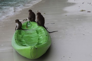 Monos en Kayak