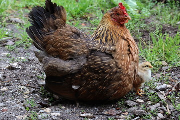 Bantam with little one