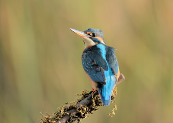 Martin pescador en una rama con musgo (Alcedo atthis) Marbella Andalucía España	