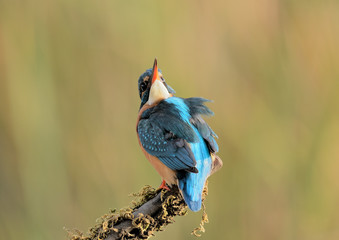 Martin pescador en una rama con musgo (Alcedo atthis) Marbella España 