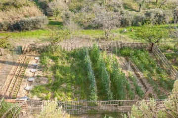 Top view of vegetable garden