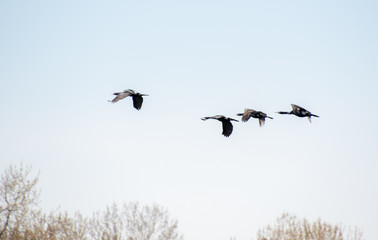 A flock of Pelagic Cormorants flying in the air.     Vancouver BC Canada 

