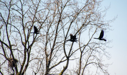 A flock of Pelagic Cormorants flying in the air.     Vancouver BC Canada 
