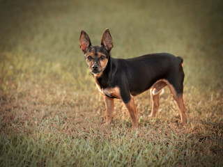 small dog on the grass looks at the camera.