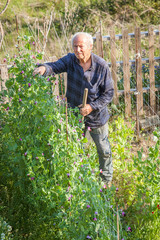 Senior farmer inspects peas plants in his vegetable garden