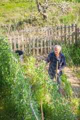Senior farmer inspects peas plants in his vegetable garden